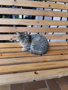 Recherche propriétaire chat
