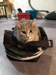 Recherche propriétaire chat