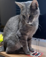 Recherche propriétaire chat